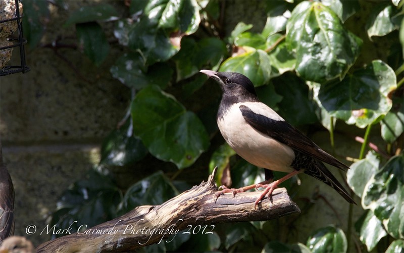 Rose-coloured Starling