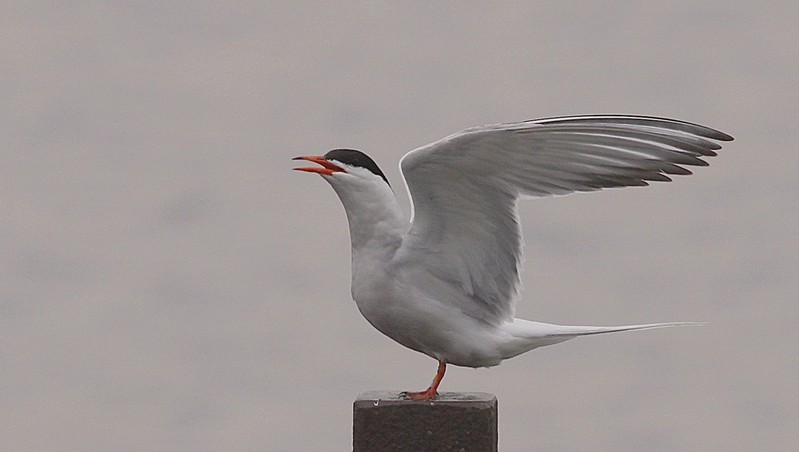 Common Tern