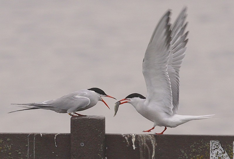 Common Tern