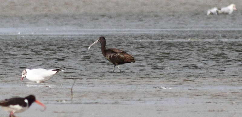 Glossy Ibis