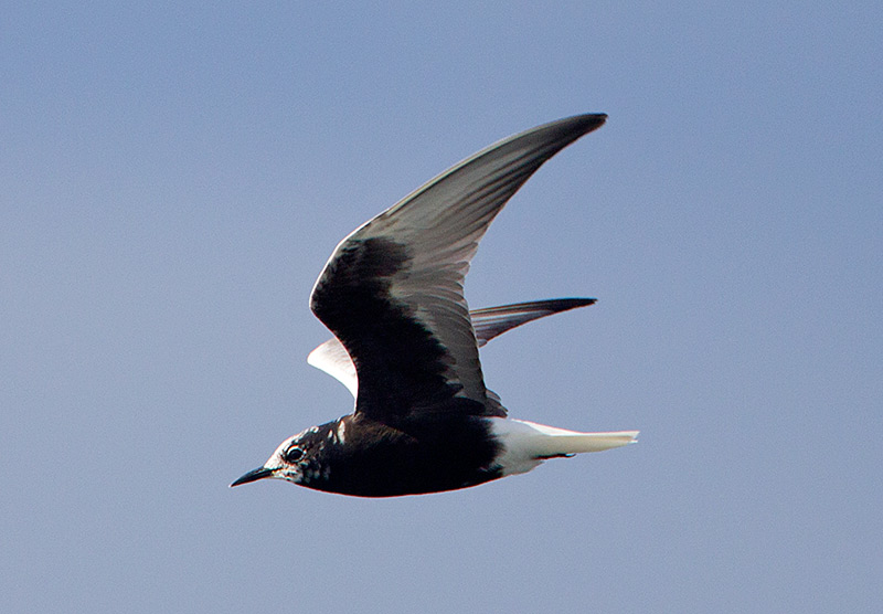 White-winged Black Tern