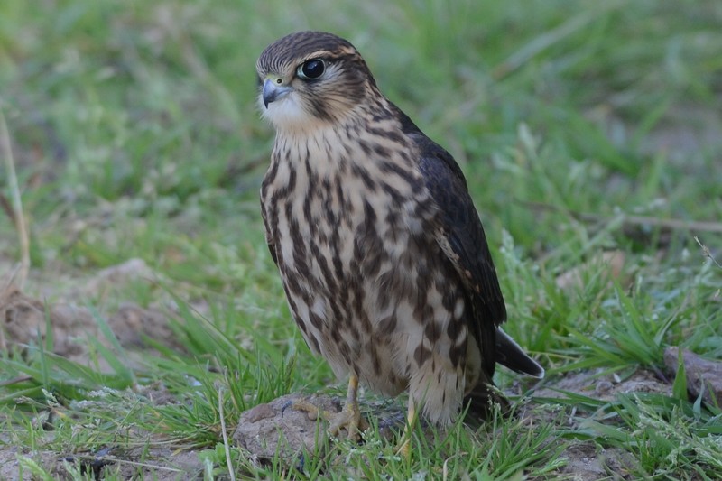 Merlin
