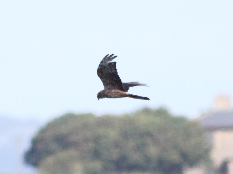 Montagu's Harrier