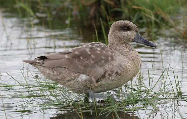 Marbled Duck
