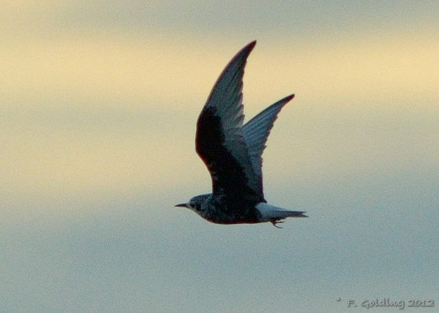 White-winged Black Tern