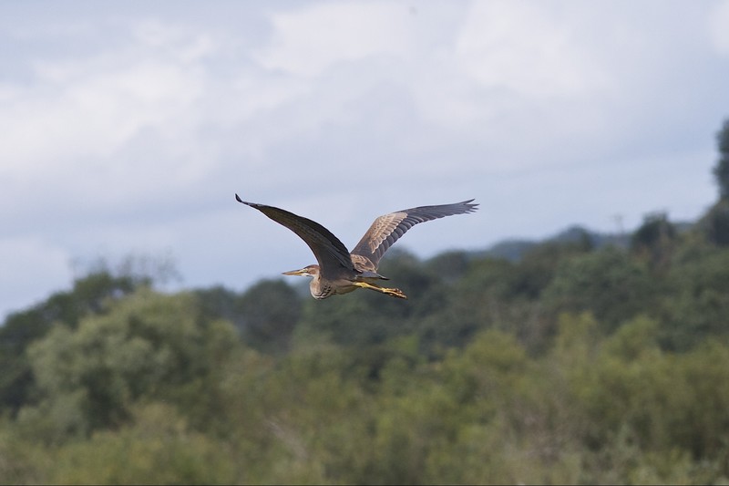 Purple Heron