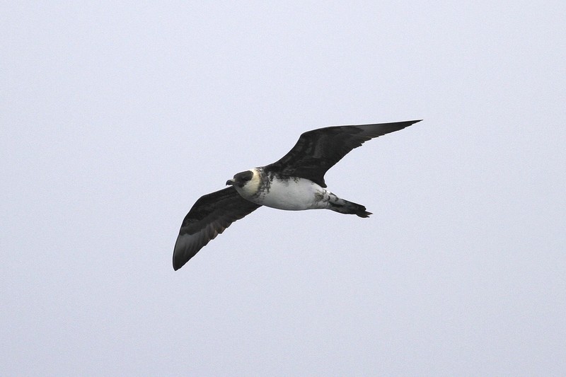 Pomarine Skua