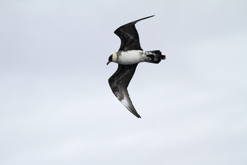 Pomarine Skua