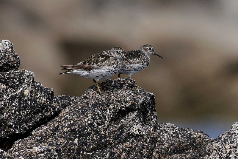 Purple Sandpiper
