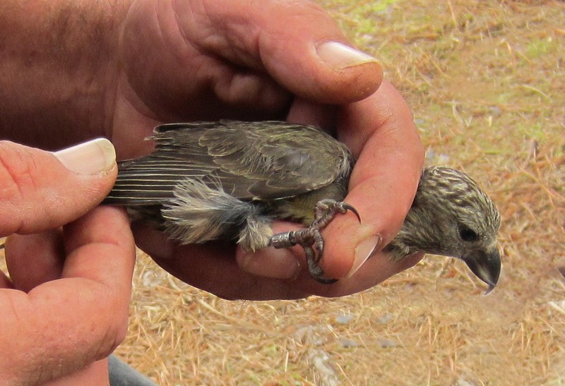 Common Crossbill