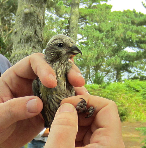 Common Crossbill