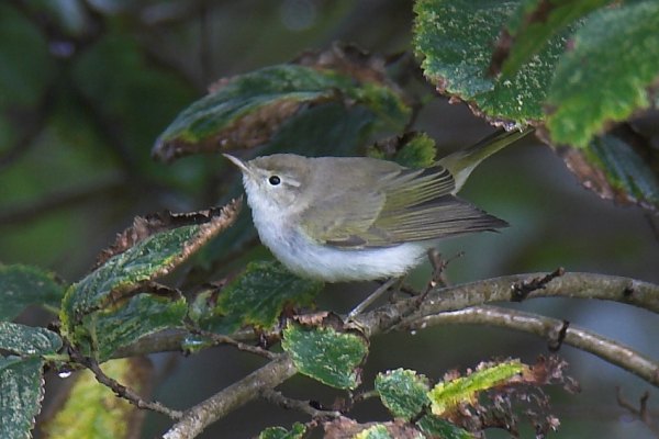 Western Bonelli's Warbler