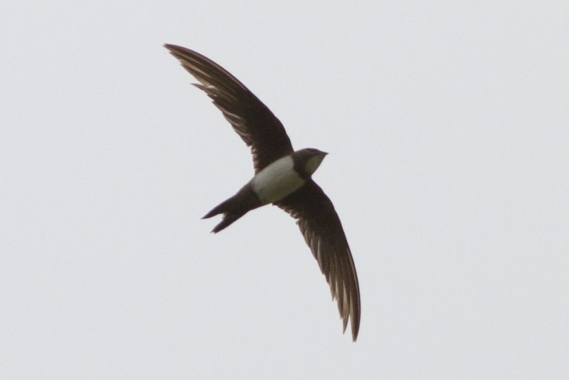 Alpine Swift
