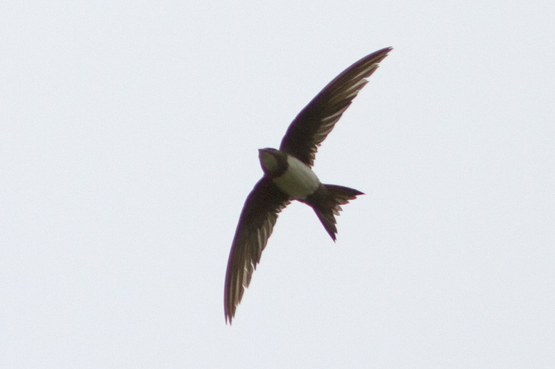 Alpine Swift
