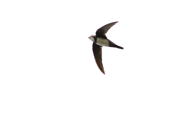 Alpine Swift