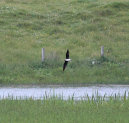 Black-winged Pratincole