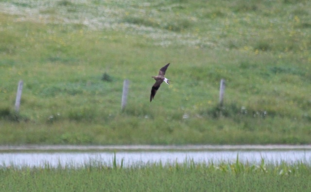 Black-winged Pratincole