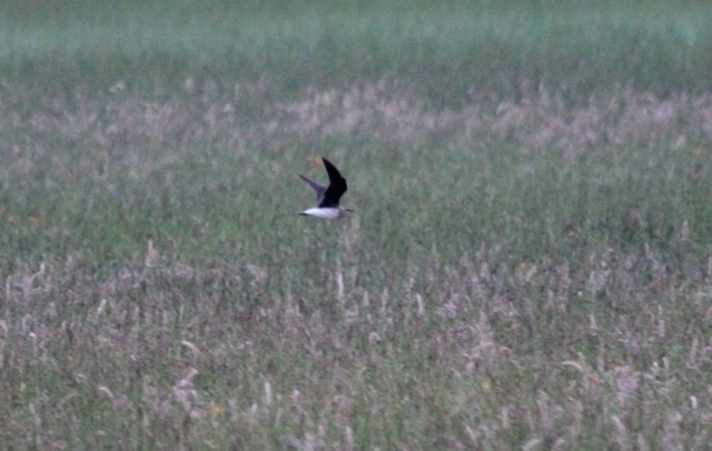 Black-winged Pratincole