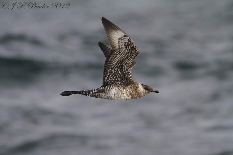 Pomarine Skua