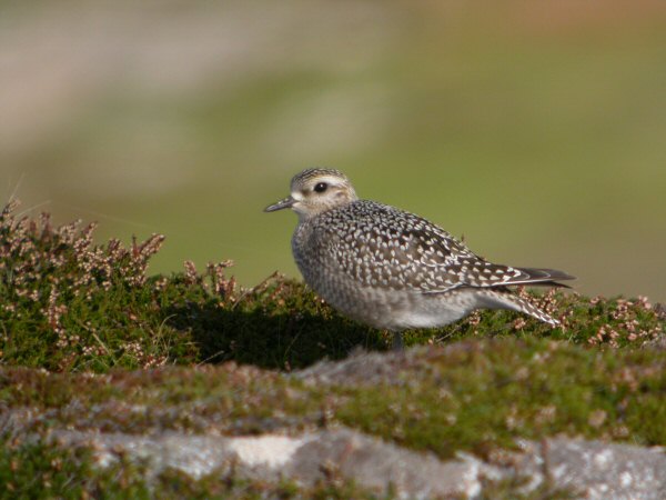 American Golden Plover