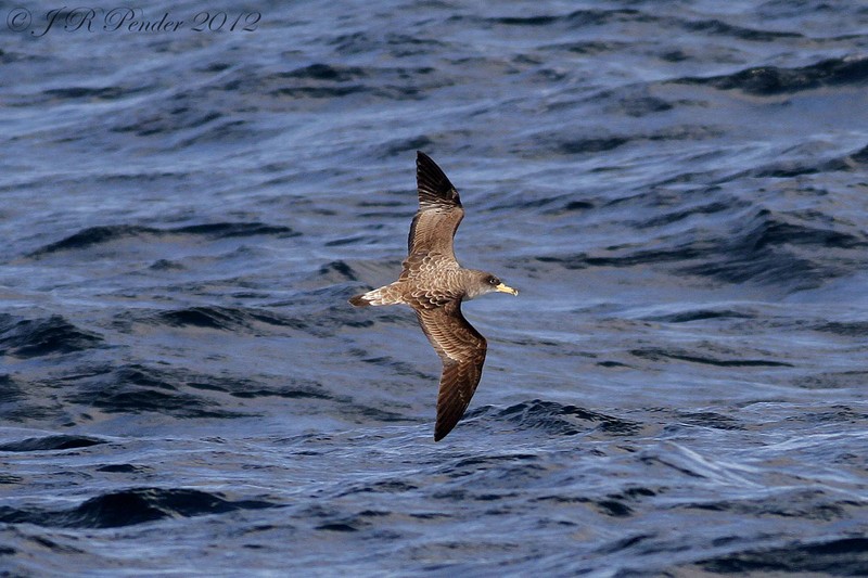 Cory's Shearwater