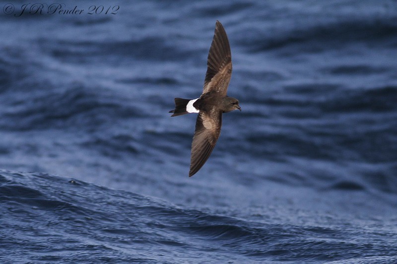 Wilson's Petrel