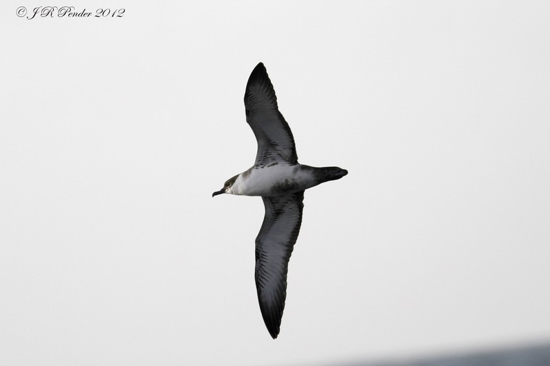 Great Shearwater