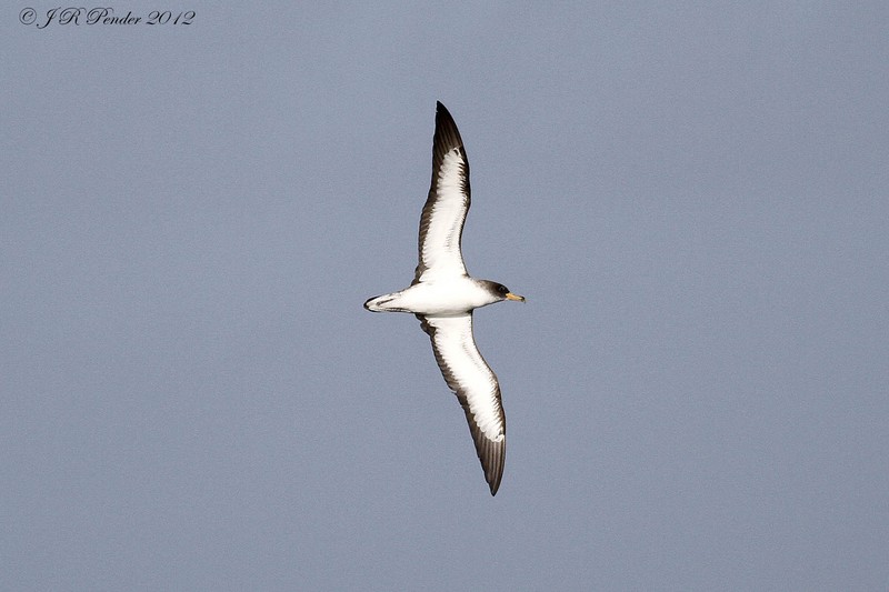 Cory's Shearwater