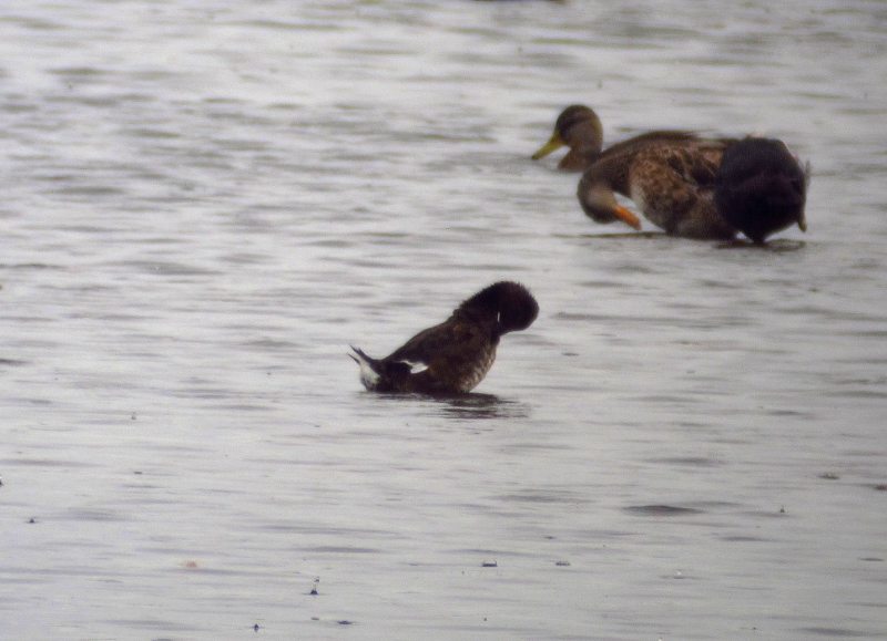 Ferruginous Duck