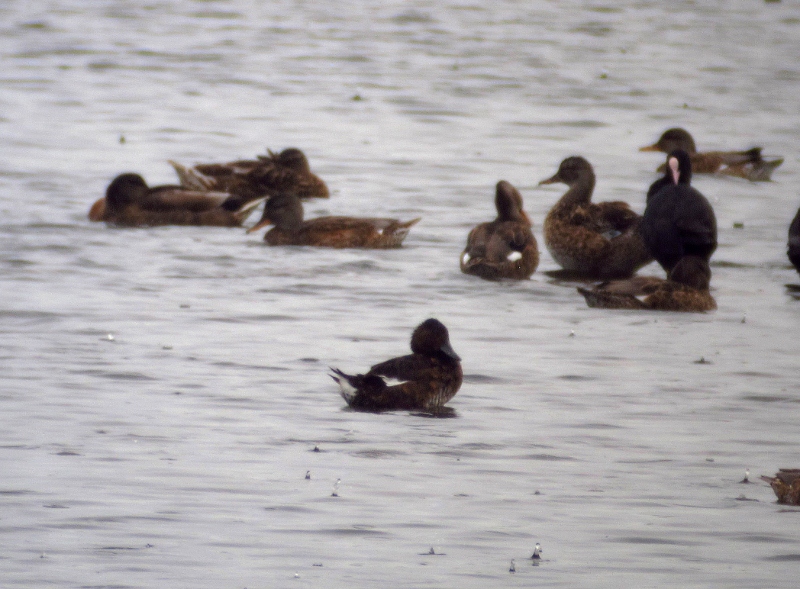 Ferruginous Duck