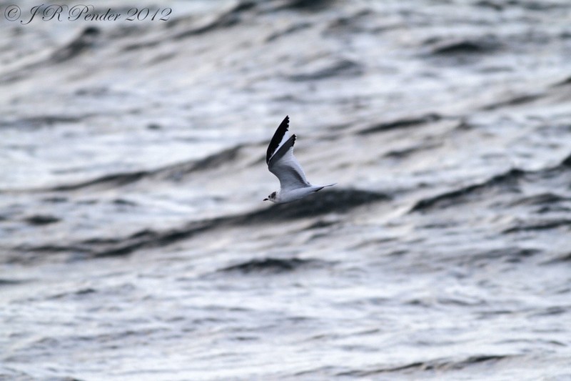 Sabine's Gull