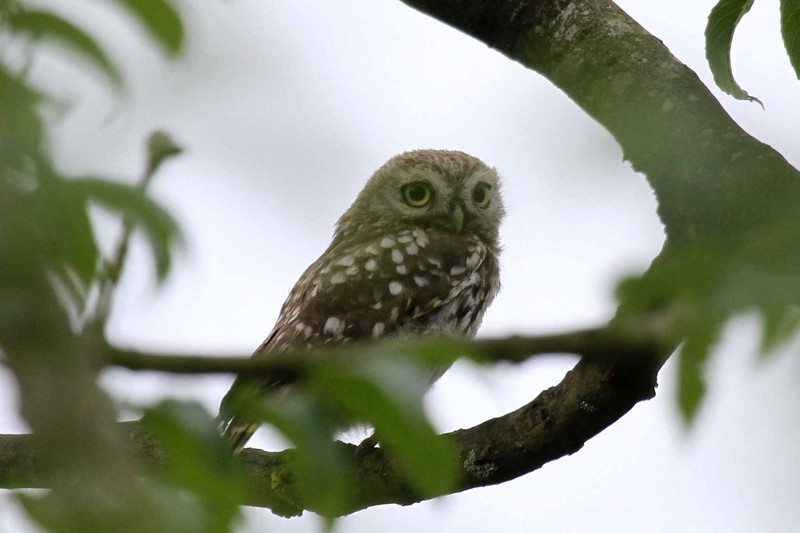 Little Owl