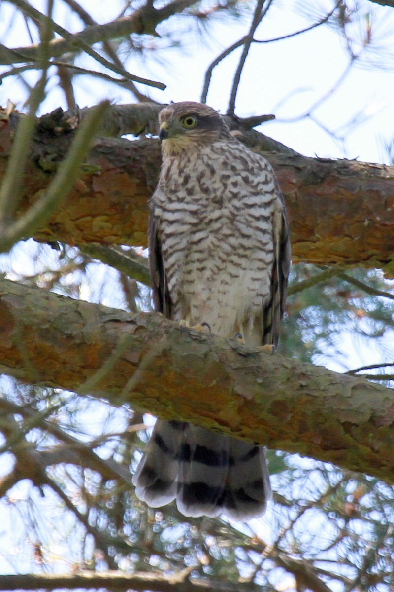 Sparrowhawk