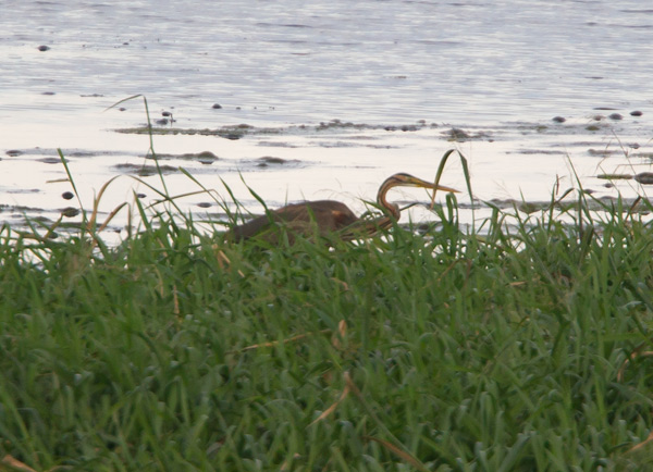 Purple Heron