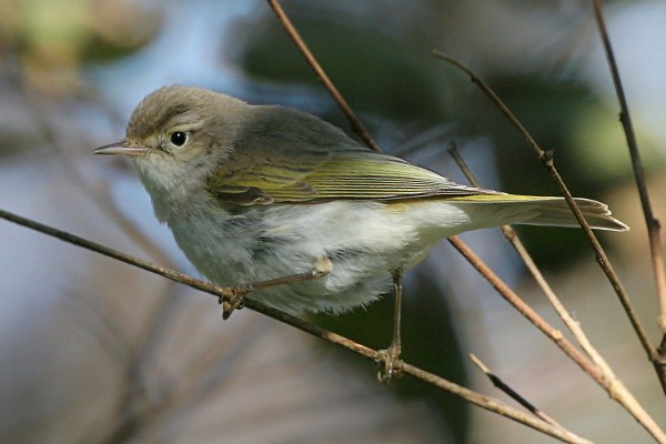 Western Bonelli's Warbler