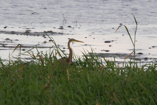 Purple Heron