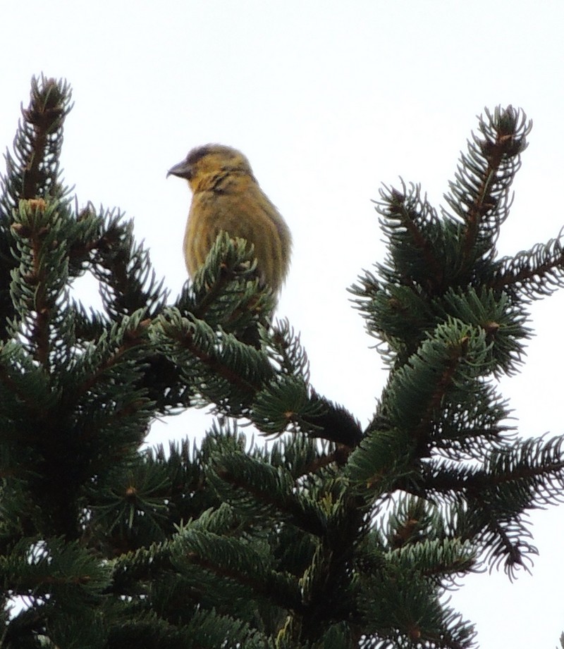 Common Crossbill