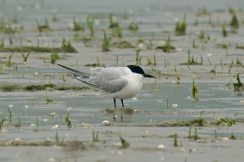 Gull-billed Tern