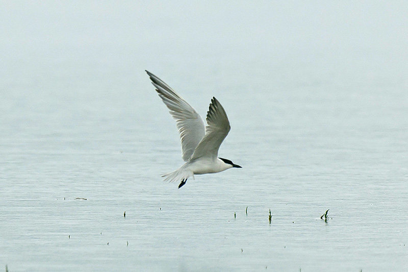 Gull-billed Tern