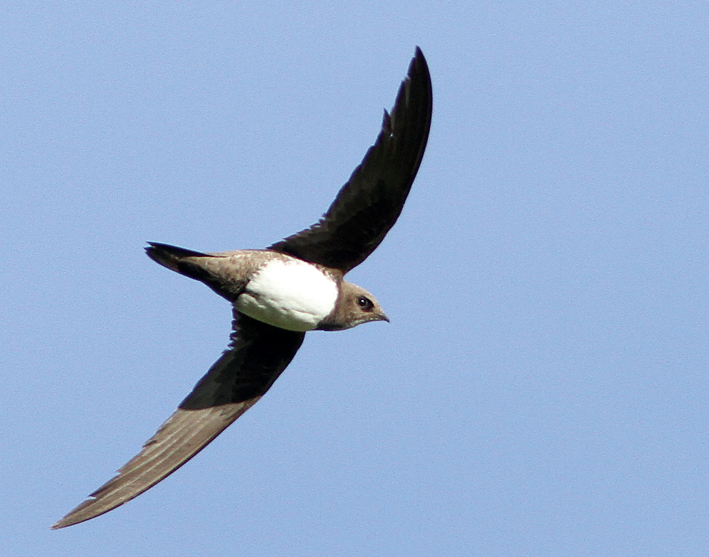 Alpine Swift
