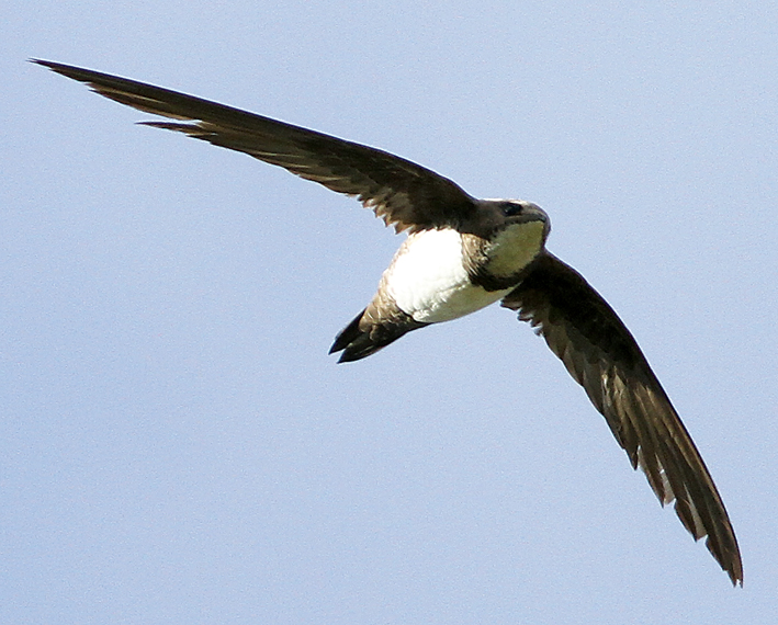 Alpine Swift