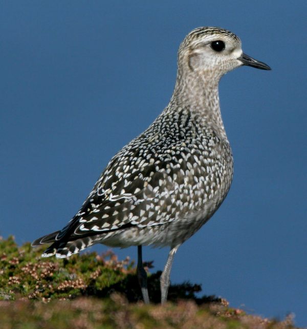 American Golden Plover
