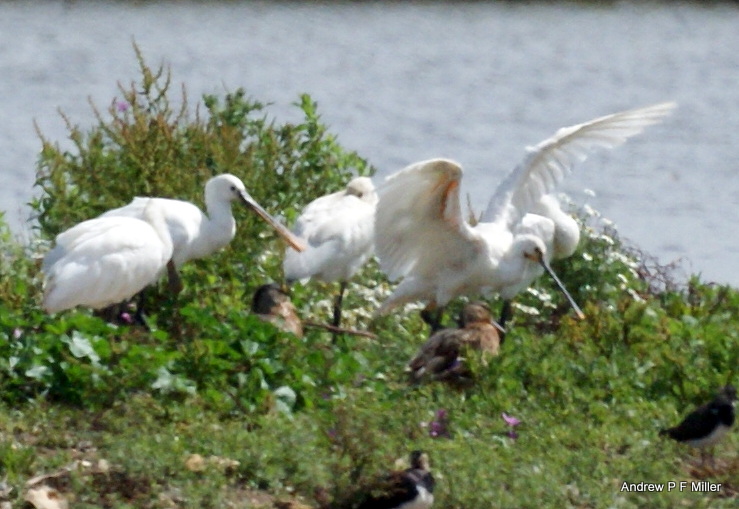 Spoonbill