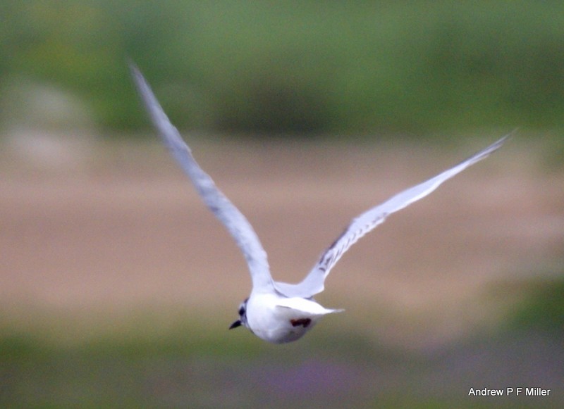Little Gull