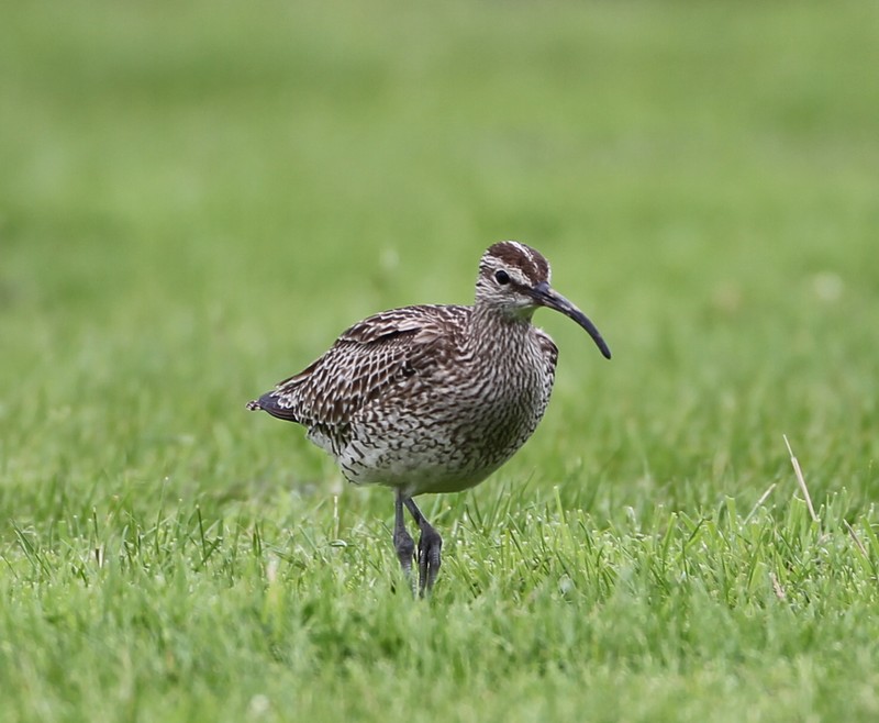 Whimbrel