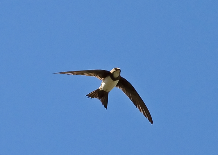 Alpine Swift