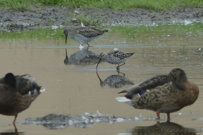 Stilt Sandpiper