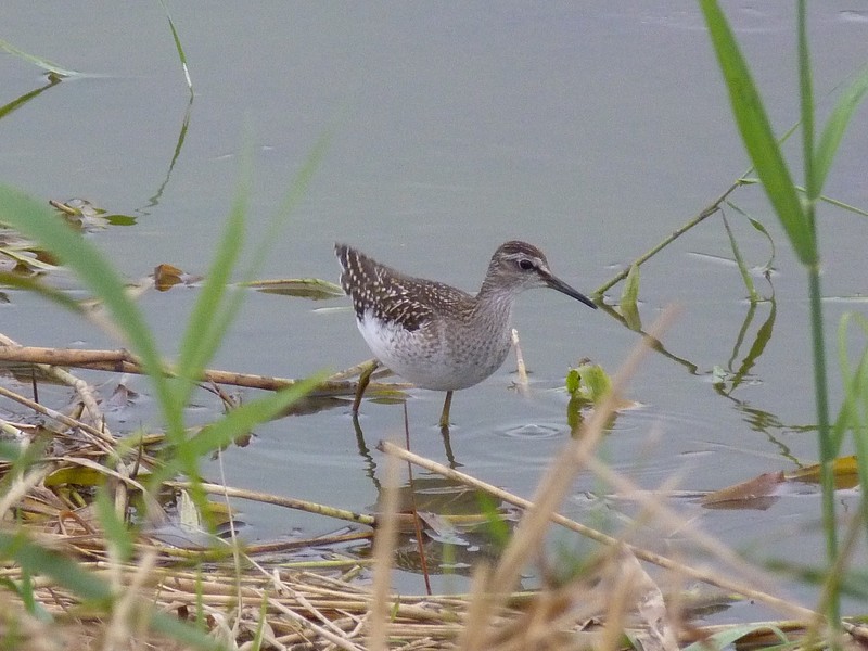 Wood Sandpiper