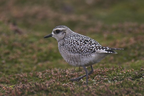 American Golden Plover
