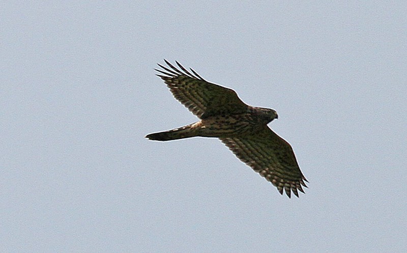 Goshawk